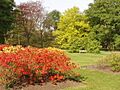 Azaleas at Kew Gardens - geograph.org.uk - 423513
