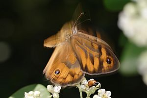 Archivo:Butterfly midflight