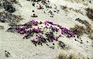 Archivo:Bylot Purple Saxifrage 1995-06-13