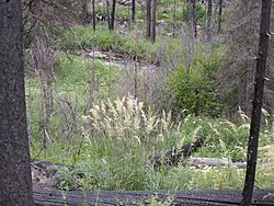 Calamagrostis rubescens.jpg