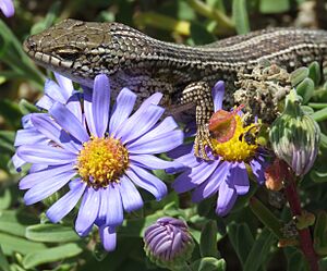 Archivo:Cape Skink Flowers
