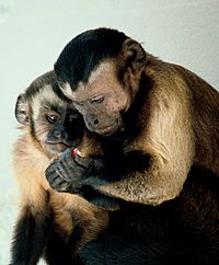 Capuchin monkeys sharing.jpg