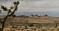Castle Mountains and Joshua Trees
