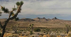Archivo:Castle Mountains and Joshua Trees