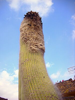 Archivo:Cephalocereus senelis