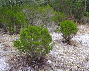 Archivo:Ceratiola ericoides bushes