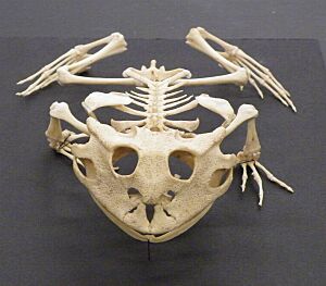 Archivo:Ceratophrys cornuta skeleton front