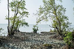 Char Kukri-Mukri Wildlife Sanctuary.jpg