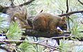 Chiricahua fox squirrel