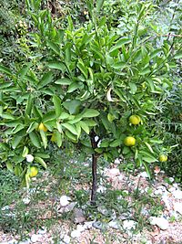 Archivo:Citrus × tangelo