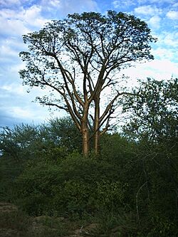 Cochlospermum tetraporum.JPG