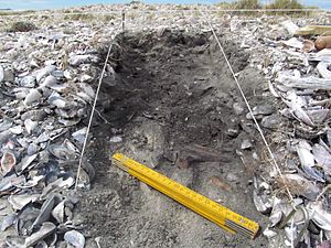 Archivo:Conchero excavación Punta Medanosa