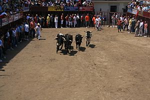 Archivo:Coria bull-running square