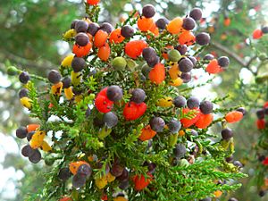 Archivo:Dacrycarpus dacrydioides cones2