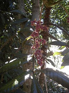 Archivo:Davidsonia pruriens flowers