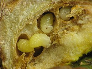 Archivo:Diastrophus nebulosus larvae. gall