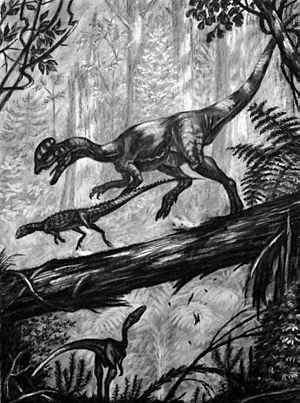 Archivo:Dilophosaurus chasing Scutellosaurus
