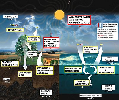 Archivo:ESPAÑOL Carbon cycle