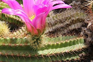 Archivo:Echinocereus viereckii pm01