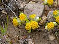 Eriophyllumpringlei