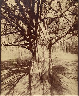 Archivo:Eugène Atget - Beech Tree - Google Art Project