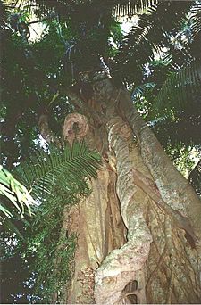 Archivo:Ficus obliqua - Border Ranges National Park