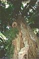 Ficus obliqua - Border Ranges National Park