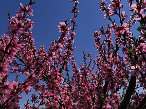 Archivo:Flowering of peach trees-2