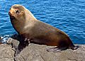 Galapagos Fur Seal, Santiago Island