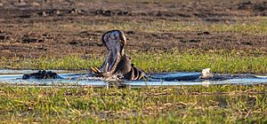 Archivo:Hipopótamo (Hippopotamus amphibius), parque nacional de Chobe, Botsuana, 2018-07-28, DD 78
