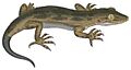 Hoplodactylus pomarii white background