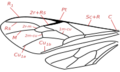 Ichneumonidae