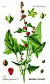Illustration Blitum capitatum0 clean
