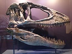 Archivo:Iziko Carcharodontosaurus dinosaur