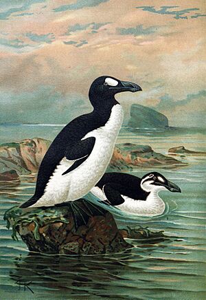 Archivo:Keulemans-GreatAuk