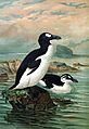 Keulemans-GreatAuk