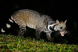 Archivo:Large Indian Civet, Viverra zibetha in Kaeng Krachan national park