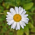 Leucanthemum vulgare
