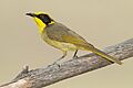 Lichenostomus melanops - Glen Davis