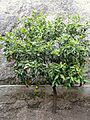 Limonaia del Castel - DSC02147