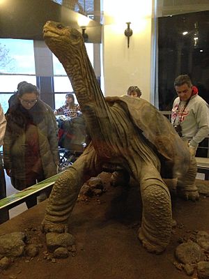 Archivo:Lonesome George on display at the American Museum of Natural History