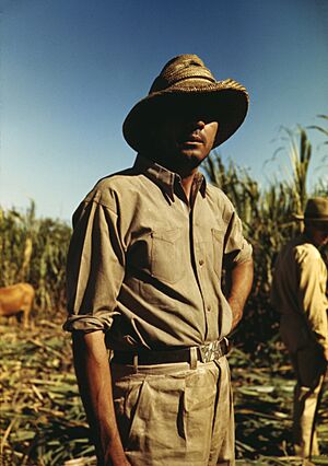 Archivo:Man in a sugar cane field during harvest, Puerto Rico, 1a34036