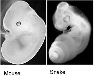 Archivo:Mouse and Snake Embryos