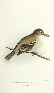 Archivo:Nesotriccus ridgwayi - Cocos Flycatcher