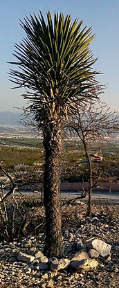 Archivo:Northeastern Mexico Yucca Plant