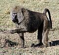 Olivebaboon