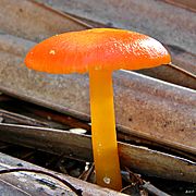 Orange Mini Mushroom (6402537531)