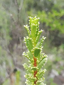 Orthosphenia mexicana 01