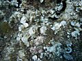 Padina Pavonica.Coris julis