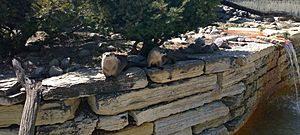Archivo:Pair of Lontra canadensis